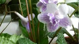 Es gibt große und kleine Streptocarpus Drehfrucht [upl. by Terese996]