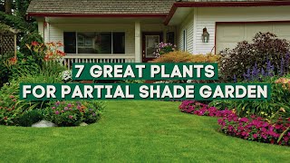 7 Great Plants That Can Thrive in Partial Shade During The Summer☀️✨  Shade Loving Summer Plants [upl. by Verdie]