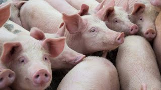 UK reports first human case of new swine flu strain [upl. by Naej]