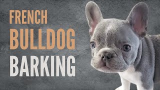 French Bulldog Barking Sound Effects  Barking Sounds For Dogs Playing [upl. by Amerigo]