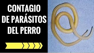 ✅ COMO SE CONTAGIAN LOS PARASITOS DEL PERRO A LAS PERSONAS🛑 [upl. by Shimberg]