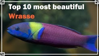 Top 10 most beautiful Wrasse [upl. by Tiphany]