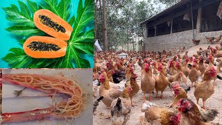 Chicken Farm  How to deworm chickens with papaya  how to prepare [upl. by Edmond]