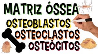 ✅ MATRIZ ÓSSEA  OSTEOBLASTOS OSTEOCLASTOS E OSTEÓCITOS  ORGÂNICOS E INORGÂNICOS [upl. by Amorete66]