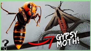 Top 10 Insects Scarier Than Murder Hornets [upl. by Trab]