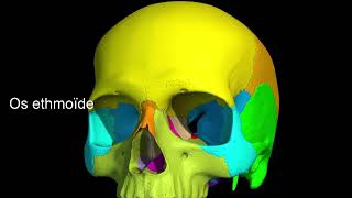 Ostéologie du crâne [upl. by Erasmus300]