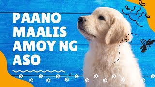 SAFE MURA amp EASY WAY PARA MAALIS MABAHO AMOY NG ASO  MUNTING KENNEL [upl. by Talbot974]