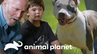 Familia desiste adopción de pit bull  Pit bulls y convictos  Animal Planet [upl. by Nylatsyrc658]