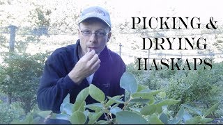 Picking and Dehydrating Haskap Berries Dr Maxine Thompsons Farm [upl. by Mossolb]