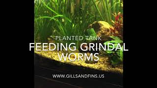 Feeding Grindal Worms to Fish and Fry [upl. by Sneed]