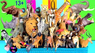 African animals Lion Cheetah Leopard Elephant Zebra Giraffe Hippo Rhino Mandrill 13 [upl. by Sabanrab308]