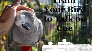 Train Your Parrot to Talk on Cue and Much More [upl. by Siddra900]