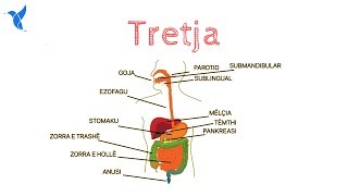 Tretja [upl. by Seward]