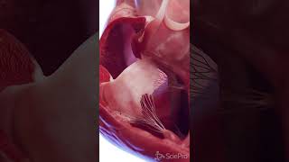 Animated 3d model of the Human Heart meded anatomy [upl. by Anohr873]