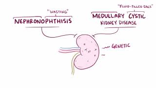 Nephronophthisis amp Medullary Cystic Kidney Animated [upl. by Gilberto]