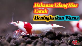 Makanan ini bisa meningkatkan warna pada udang hias kalian [upl. by Nautna921]