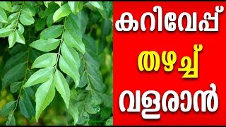 കറിവേപ്പ് തഴച്ചു വളരാൻ വിദ്യ Malayalam Health Tips [upl. by Nnylidnarb]