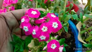 How to grow and care phlox flower plant in winter care tips [upl. by Nwatna332]