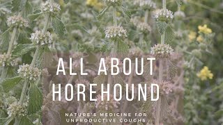 All About Horehound  Natures medicine for unproductive coughs [upl. by Ttenrag155]