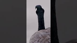 Canada Goose Majestic Migrators of the North [upl. by Eekcaj]