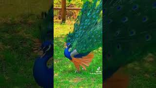 Peacock is rare bird in the world shortvideo shorts peacock peacockdance [upl. by Nyleimaj63]