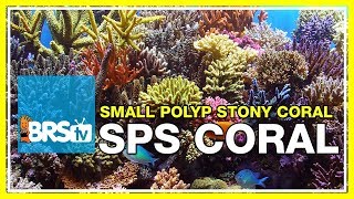 Week 37 Small Polyp Stony corals SPS selection care amp placement  52 Weeks of Reefing [upl. by Lancelot]