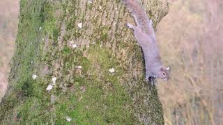 Tree Climbing Squirrel [upl. by Eirrem356]