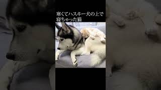 ハスキー犬に育てられた猫が犬になった。shorts [upl. by Ahsenit]