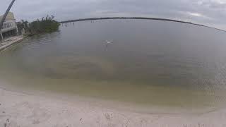 Big Ladyfish on DOA at Tarpon Bay Sanibel Island sanibel ladyfish fishing doa [upl. by Ettenotna769]