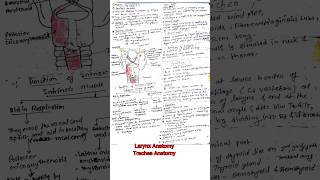 Larynx Anatomy  Trachea Anatomy  Complete notes  Respiratory system anatomy and physiology [upl. by Norma]