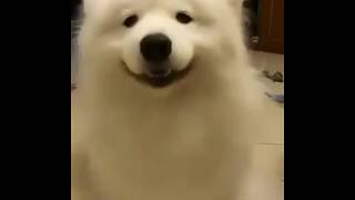 Samoyed Ears Dance [upl. by Arehc]