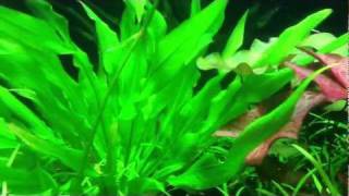 Otocinclus Catfish Spawning Behavior [upl. by Darbie]