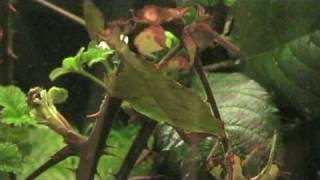 Javanese Leaf Insect  Quick Facts [upl. by Mainis]