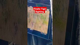 tiger sighting 23 October 2024 jim corbett national park shorts tiger jimcorbett viral [upl. by Anilegnave223]