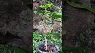 Mangifera Casturi  Black mango grafted tree fruit fruta mango mangotrees grafted tree garden [upl. by Nayra]