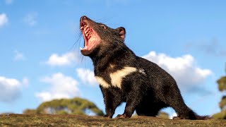 Tasmanian Devils return to Australian mainland after 3000 years [upl. by Nitin]