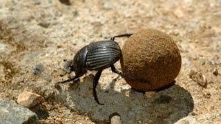 Beneficios de las Boñigas y el Escarabajo Estercolero  TvAgro por Juan Gonzalo Angel [upl. by Alli195]