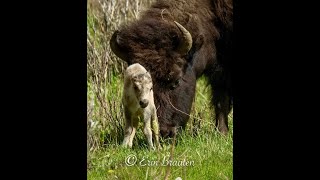 invideo ai 1080 Rare White Bison Calf in Yellowstone A 2024 06 24 [upl. by Rehpotsirc312]