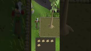 Fastest Woodcutting XP in OSRS 🌳🪓 [upl. by Oleg352]