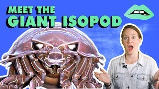 The Giant Isopod Looks Like A Cockroach That Lives Under Water [upl. by Eelyac]