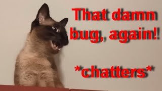 Siamese cat chattering after seeing a bug  Meimei and her nemesis funny cute [upl. by Sima297]