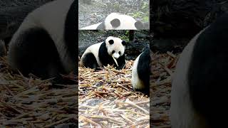 Cute funny panda shorts panda viral youtubeshorts ytshorts [upl. by Alberic]