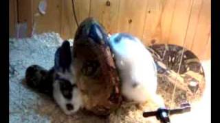 Boa Constrictor Eating Rabbit vid is graphic u holierthanthou types dont watch [upl. by Aenehs977]