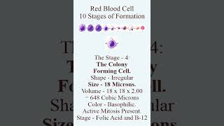 The Formation of Red Blood Cells from 21 microns to 7 microns through the ten stages of development [upl. by Johnston]