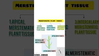 12 Meristematic tissue amp its type tissue histology biology science upsc ssc neet meristem [upl. by Nylleoj]