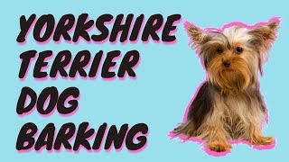 Yorkshire Terrier Dog Barking Sound Effect  Yorkie Barking [upl. by Sobel920]