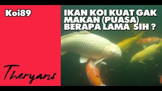 Ikan Koi Kuat Gak Makan Berapa Lama Sih Lalu Apa Yang BIsa Membuat Mereka Kuat Berpuasa [upl. by Esydnac523]