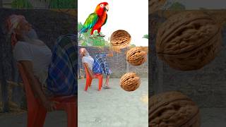 Rounding walnuts to Duck Peacock Pigeon amp Parrot  Birds names magic video [upl. by Yong]