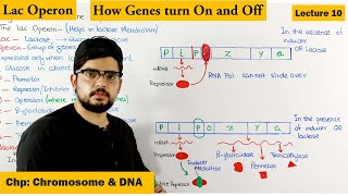 Regulation of gene Expression  Lac Operon  Lecture 10 [upl. by Ebberta452]