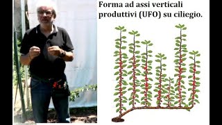 Forma di allevamento ad assi verticali produttivi su ciliegio UFO [upl. by Enajiram986]